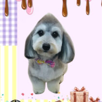 マルチーズ×Mダックスフントmix