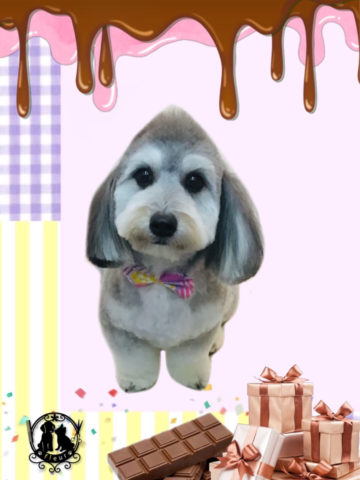 マルチーズ×Mダックスフントmix