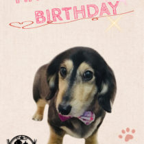 Mダックスフント