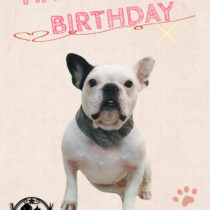 フレンチブルドッグ