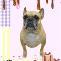 フレンチブルドッグ