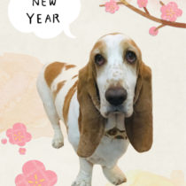 バセットハウンド