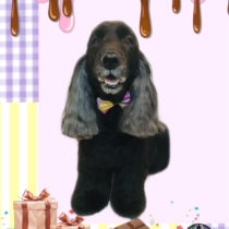 イングリッシュコッカースパニエル