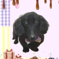 Mダックスフント