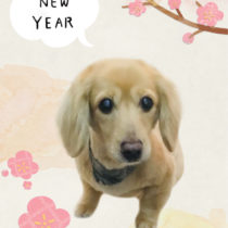 Mダックスフント