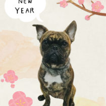 フレンチブルドッグ