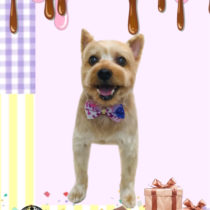 ヨークシャテリア