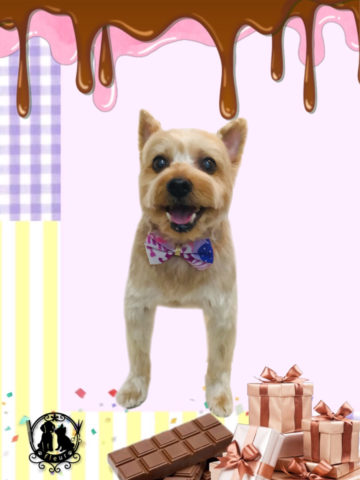 ヨークシャテリア