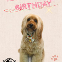 オーストラリアンラブラドゥードル