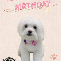 マルチーズ×チワワmix