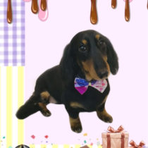 Mダックスフント