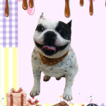 フレンチブルドッグ