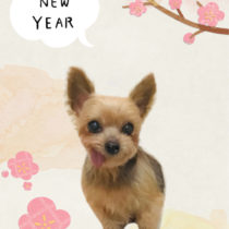 ヨークシャテリア