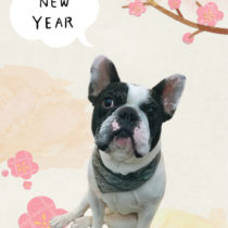 フレンチブルドッグ