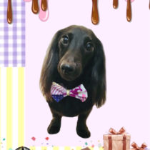 カニヘンダックスフント