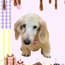 Mダックスフント