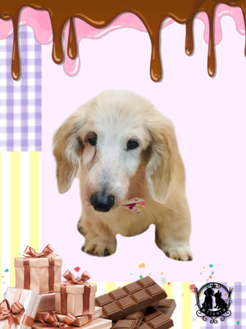 Mダックスフント