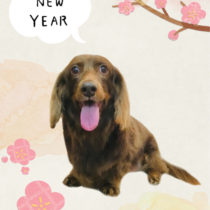 Mダックスフント