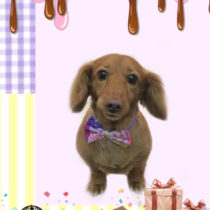 Mダックスフント