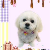 ペキニーズ×ビションフリーゼmix