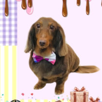 Mダックスフント