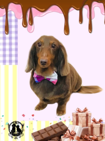 Mダックスフント