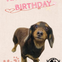 Mダックスフント