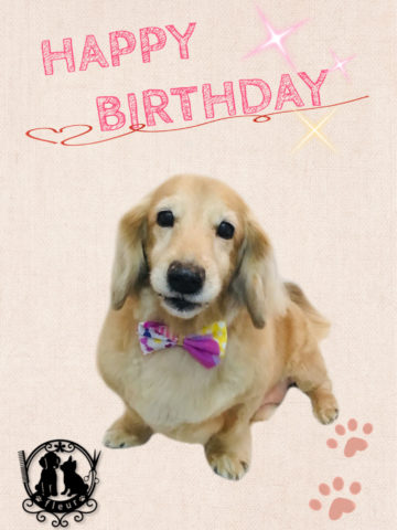 Mダックスフント