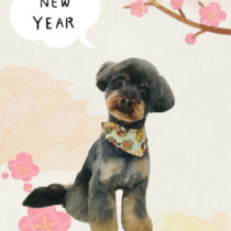 チワワ×トイプードルmix