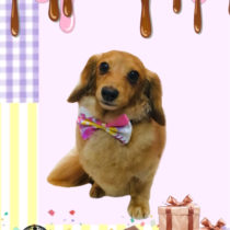 Mダックスフント