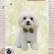 マルチーズ×チワワmix