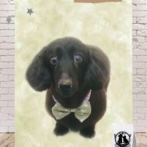 Mダックスフント