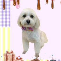 マルチーズ×パピヨンmix