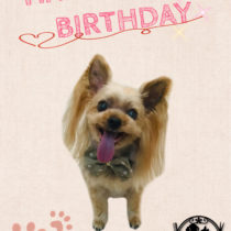 ヨークシャテリア