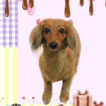 カニヘンダックスフント