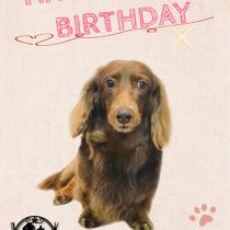 Mダックスフント