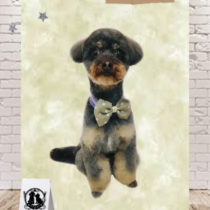 チワワ×トイプードルmix