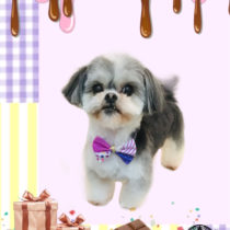 マルチーズ×シーズーmix