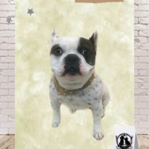 フレンチブルドッグ