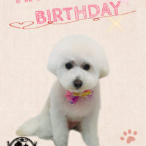 マルチーズ×トイプードルmix