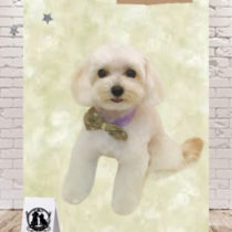 マルチーズ×トイプードルmix