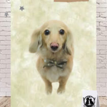 Mダックスフント