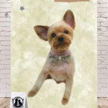 ヨークシャテリア