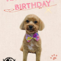 マルチーズ×トイプードルmix