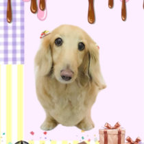 Mダックスフント