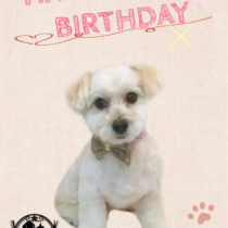 トイプードル×マルチーズMIX