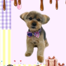 ヨークシャテリア