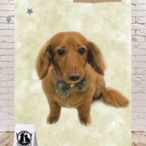 Mダックスフント