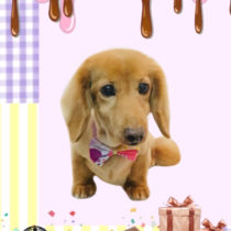 Mダックスフント