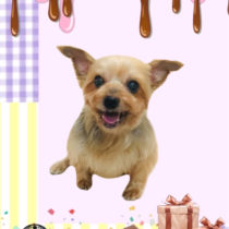 ヨークシャテリア